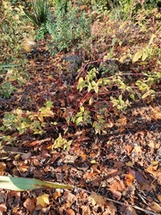 Persicaria microcephala