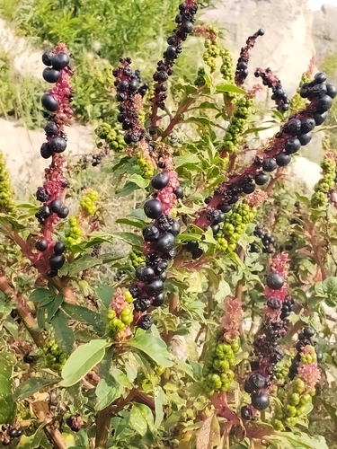 Phytolacca icosandra observed 2026-10-25