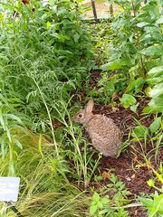 Sylvilagus floridanus