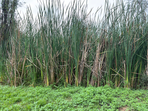 southern cattail