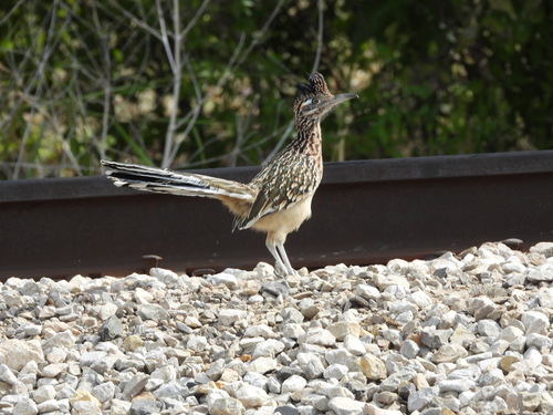 Greater Roadrunner