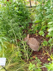 Sylvilagus floridanus