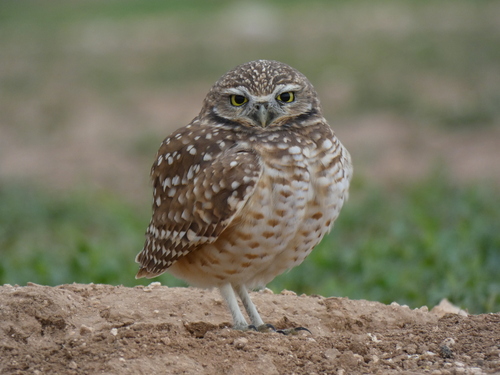 Western Burrowing Owl