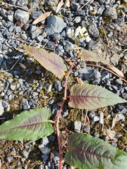 Persicaria microcephala