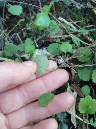 Senecio observed 2026-10-25