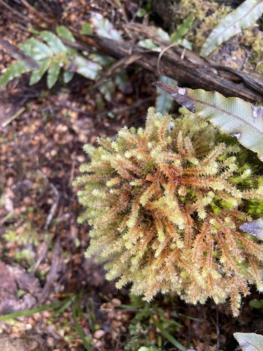 Ptychomnion aciculare observed 2026-10-25