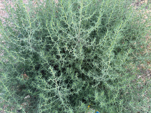 Salsola kali observed 2026-10-25