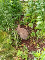 Sylvilagus floridanus