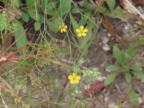 Rock Flax