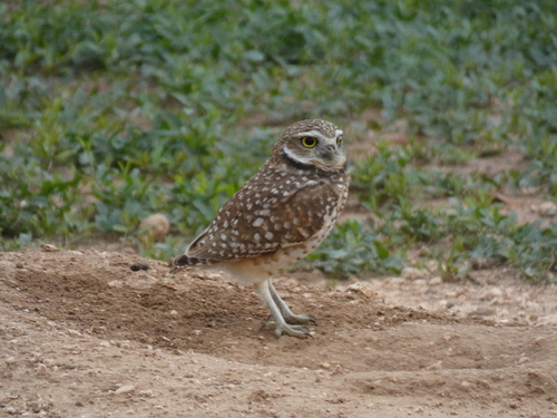 Western Burrowing Owl