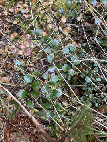 Gaultheria antipoda observed 2026-10-25