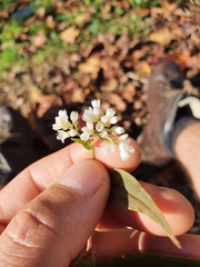 Persicaria microcephala