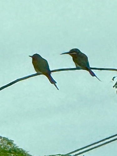 Merops philippinus observed 2026-10-26