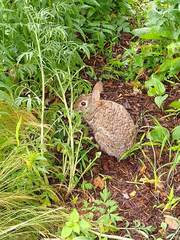 Sylvilagus floridanus