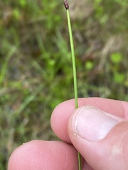 Eleocharis intermedia