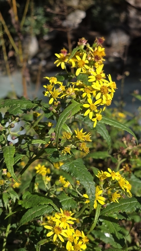 Senecio scandens observed 2026-10-21