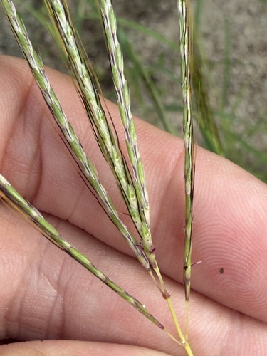 Bothriochloa pertusa observed 2026-10-25