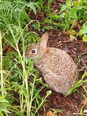 Sylvilagus floridanus