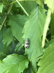 Syricoris lacunana