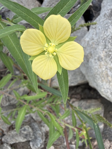 Ludwigia octovalvis observed 2026-10-25
