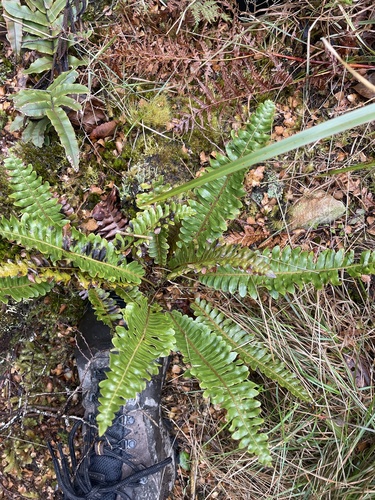 Lomaria discolor observed 2026-10-25