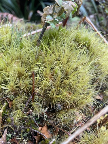 Dicranoloma observed 2026-10-25