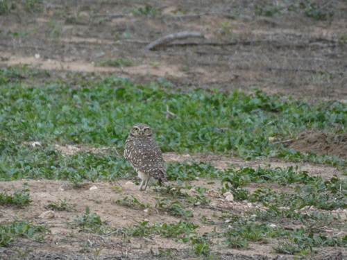 Burrowing Owl