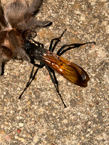 New World Tarantula-hawk Wasps