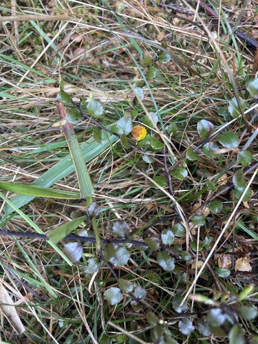 Gaultheria antipoda observed 2026-10-25