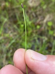 Eleocharis intermedia