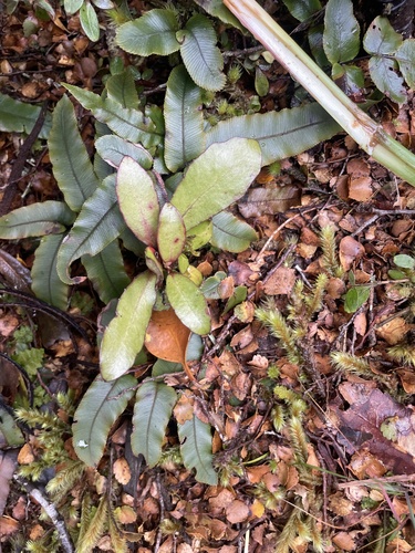 Pseudowintera, 2026-10-25