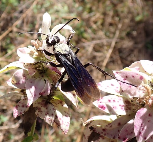 Great Black Digger Wasp
