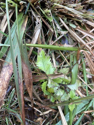 Pterophylla racemosa observed 2026-10-25
