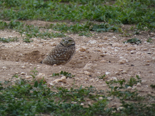 Burrowing Owl