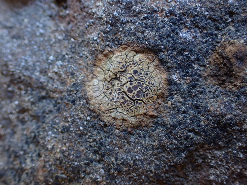 Acarospora fuscata