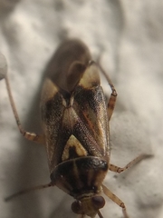 Miridae
