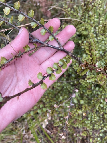 Nothofagus menziesii observed 2026-10-25