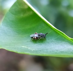 Brachymeria podagrica