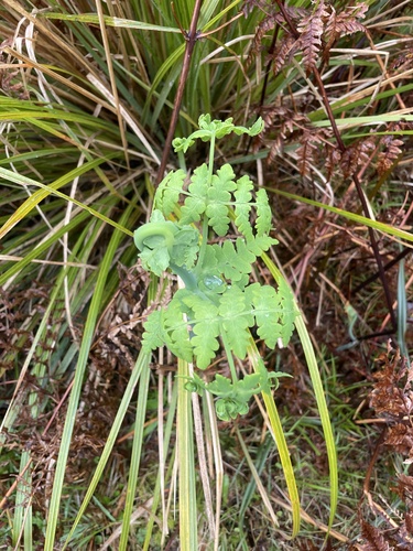 Histiopteris incisa observed 2026-10-25
