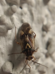 Miridae
