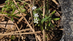 Claytonia parviflora viridis