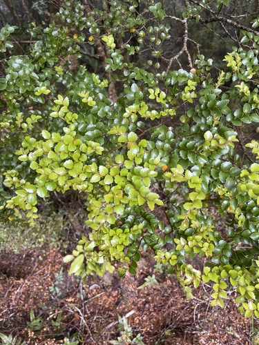 Nothofagus menziesii observed 2026-10-25