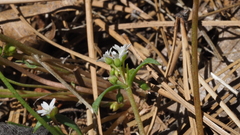 Claytonia parviflora viridis