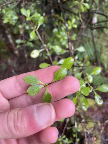 Coprosma foetidissima observed 2026-10-25