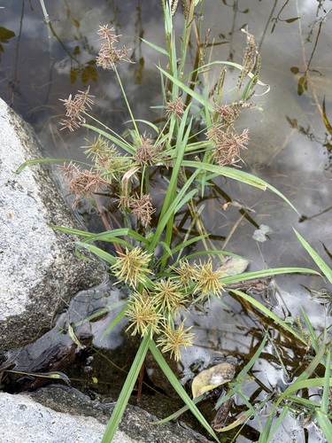 Cyperus odoratus observed 2026-10-25