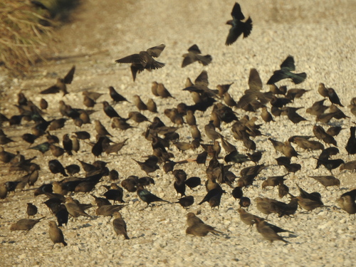 Brown-headed Cowbird