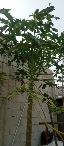 Carica papaya observed 2026-10-26