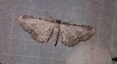 Eupithecia cretaceata