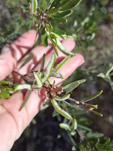 Acacia montana observed 2026-10-26