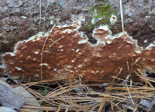 Meruliopsis taxicola observed 2026-10-25
